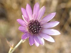 گل جاوید یا گل تکمه ای